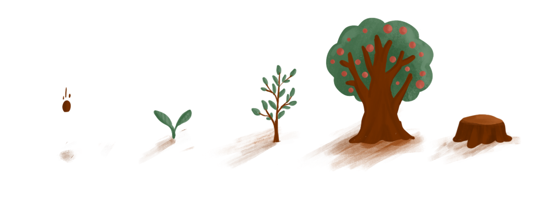 Stages of growth